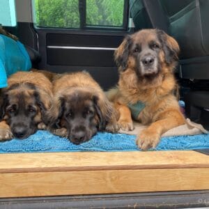 VZ-INSERT-T56-LIN - Insert de Marche California T5/T6/T6.1 Huile de Lin