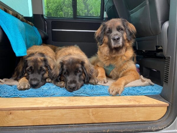 VZ-INSERT-T56-LIN - Insert de Marche California T5/T6/T6.1 Huile de Lin