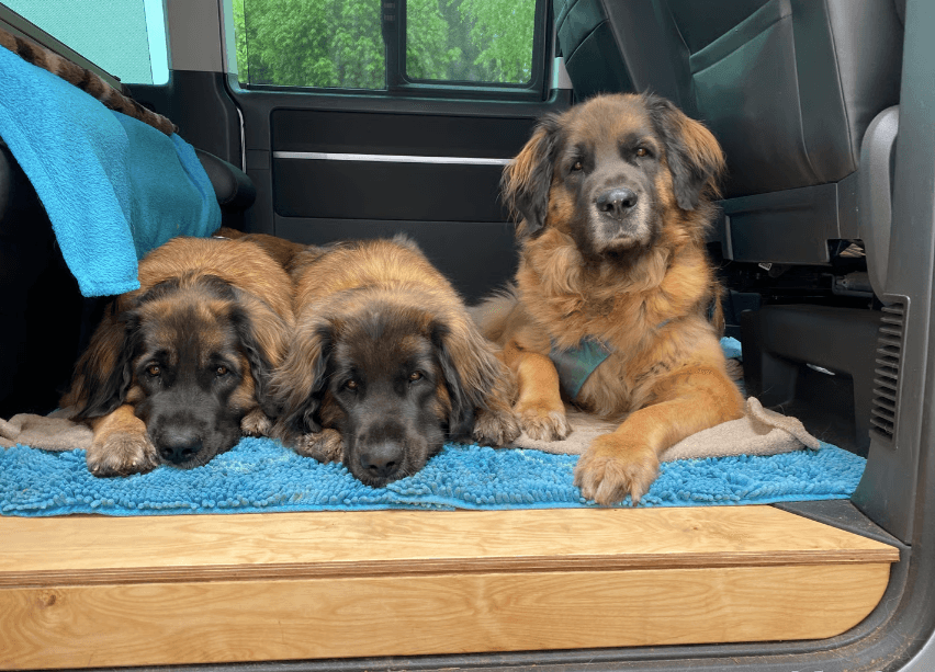 VW California T6 équipé accessoires VAN-ZUBEHÖR